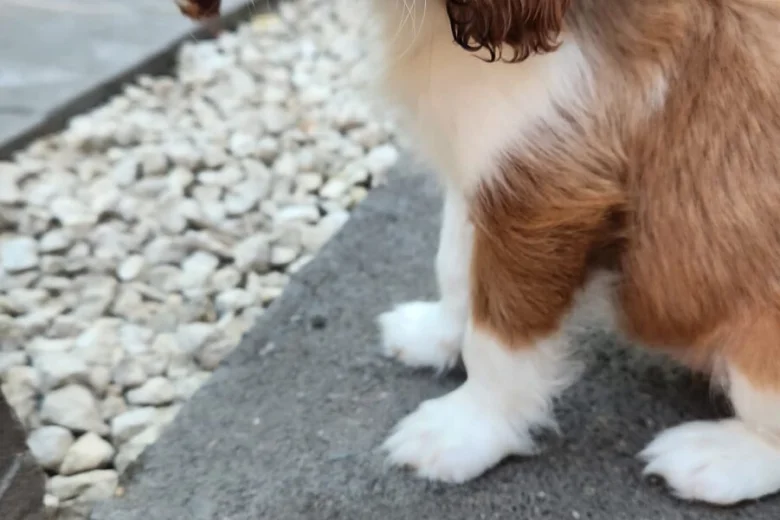 Cavalier King Charles Spaniel