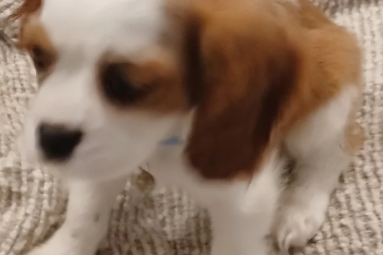 Cavalier King Charles Spaniel