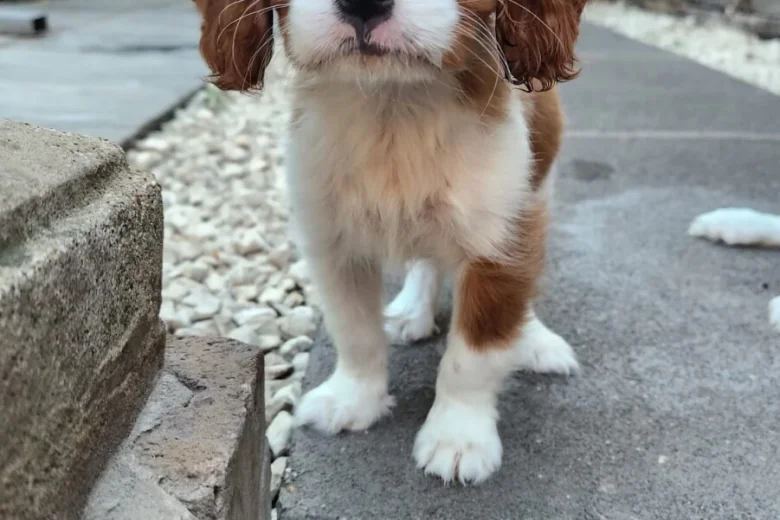 Cavalier King Charles Spaniel