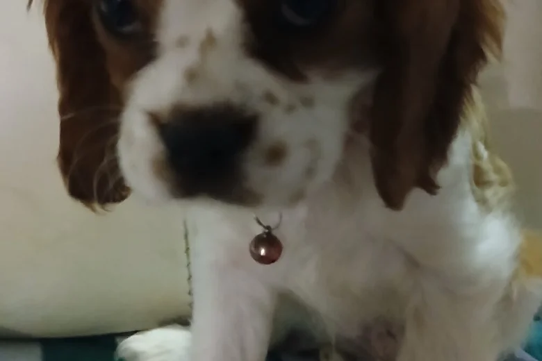 Cavalier King Charles Spaniel
