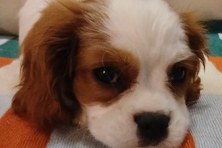 Cavalier King Charles Spaniel
