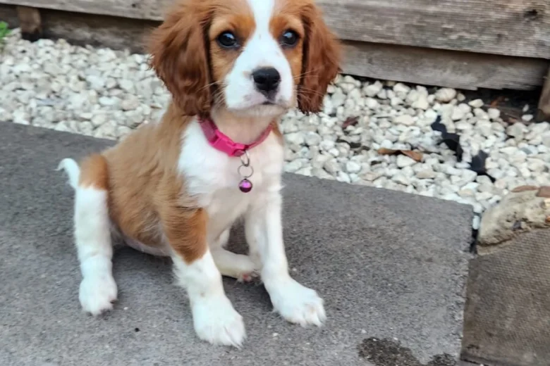 Cavalier King Charles Spaniel