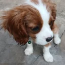 Cavalier King Charles Spaniel