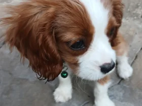 Cavalier King Charles Spaniel