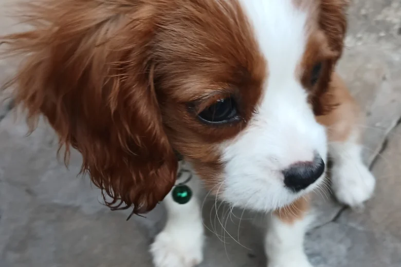 Cavalier King Charles Spaniel