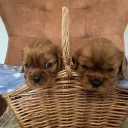 Cavalier King Charles Spaniel