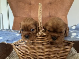 Cavalier King Charles Spaniel