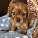 Cavalier King Charles Spaniel