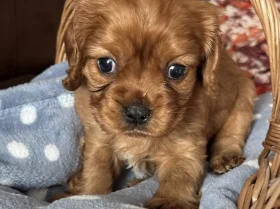 Cavalier King Charles Spaniel