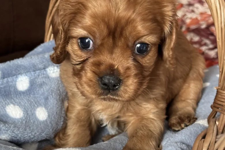 Cavalier King Charles Spaniel