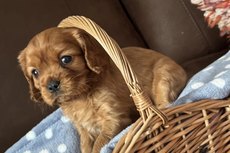 Cavalier King Charles Spaniel