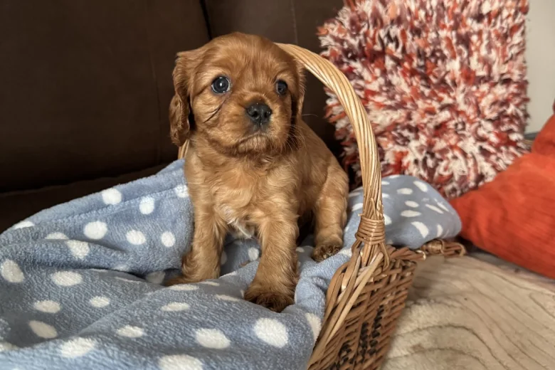 Cavalier King Charles Spaniel