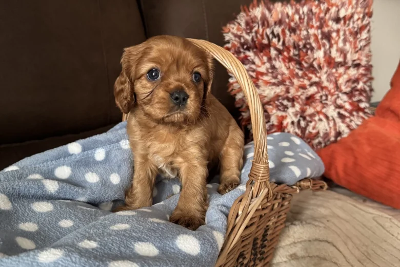 Cavalier King Charles Spaniel