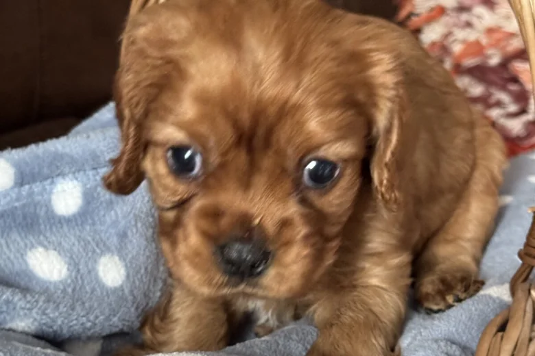 Cavalier King Charles Spaniel