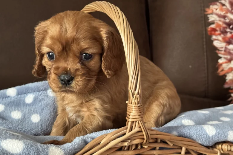 Cavalier King Charles Spaniel