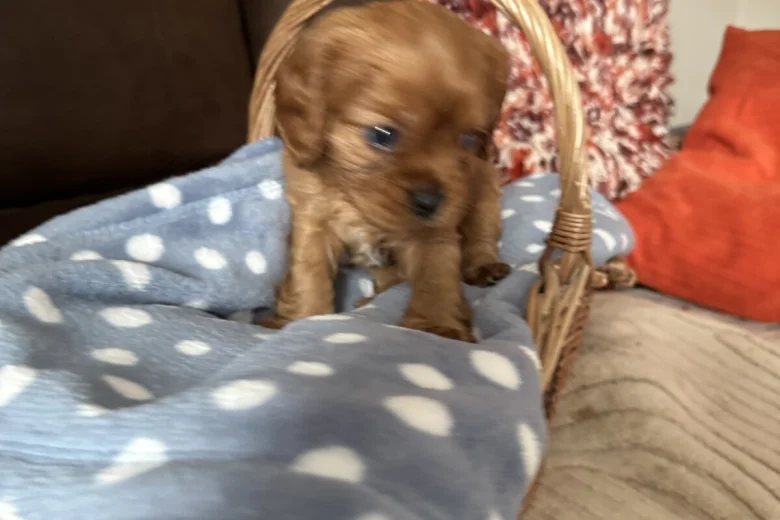 Cavalier King Charles Spaniel