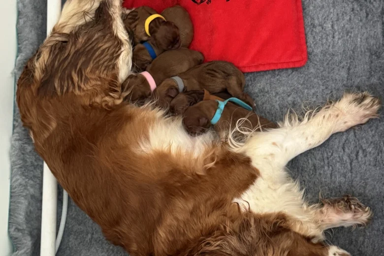 Cavalier King Charles Spaniel
