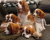 Cavalier King Charles Spaniel