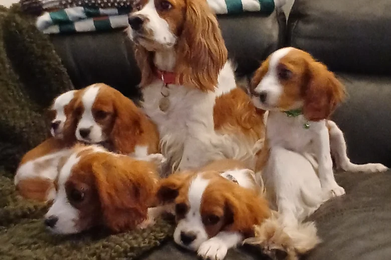 Cavalier King Charles Spaniel