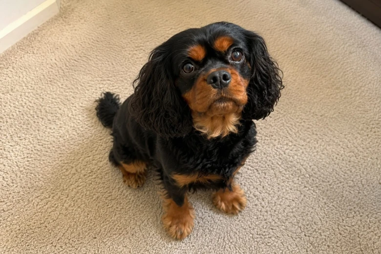Cavalier King Charles Spaniel