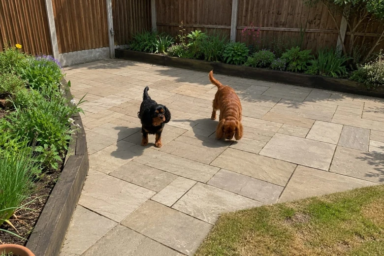 Cavalier King Charles Spaniel