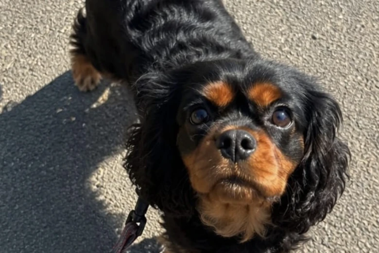 Cavalier King Charles Spaniel