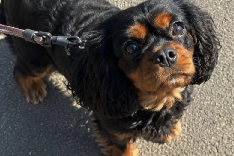 Cavalier King Charles Spaniel