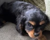 Cavalier King Charles Spaniel