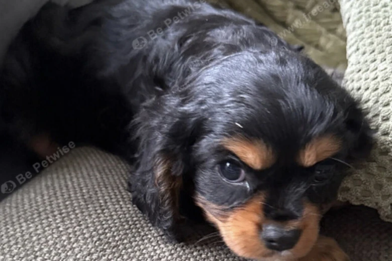 Cavalier King Charles Spaniel