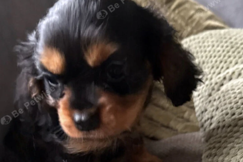Cavalier King Charles Spaniel