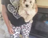 Cavapoo