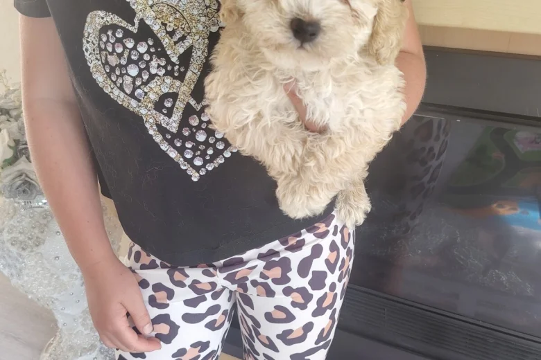 Cavapoo