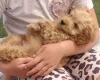 Cavapoo