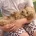 Cavapoo
