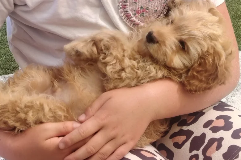 Cavapoo