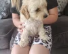 Cavapoo
