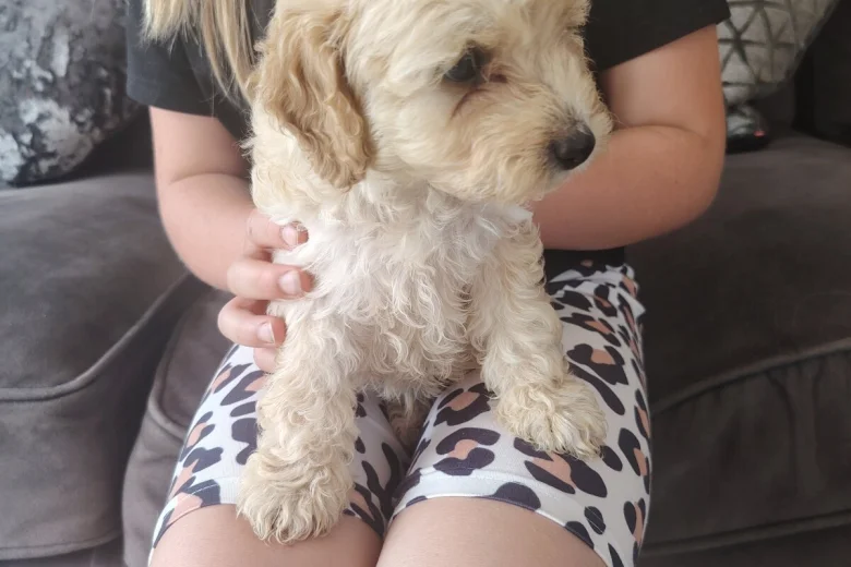 Cavapoo