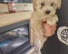 Cavapoo