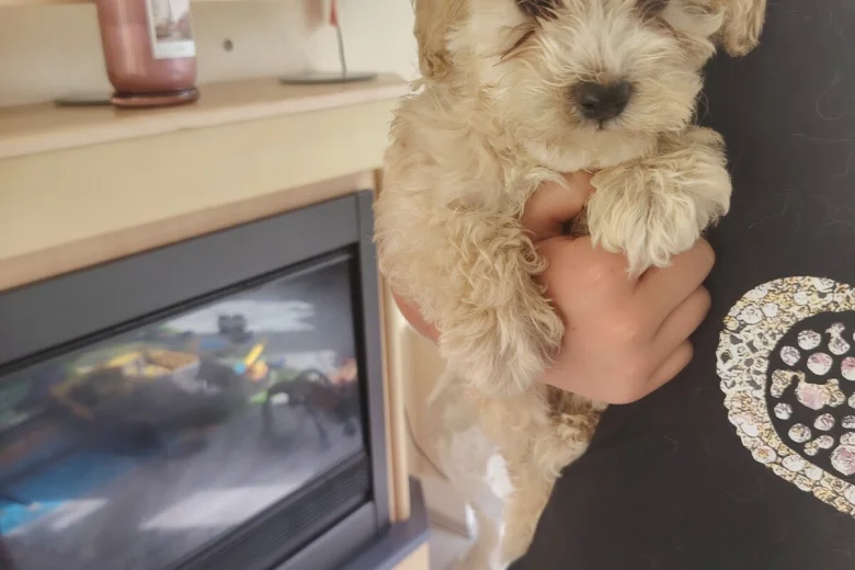 Cavapoo