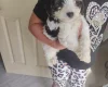 Cavapoo