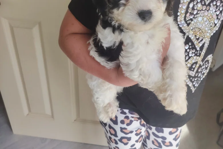 Cavapoo