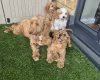 Cavapoo