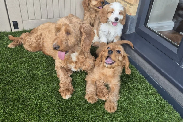 Cavapoo