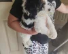 Cavapoo