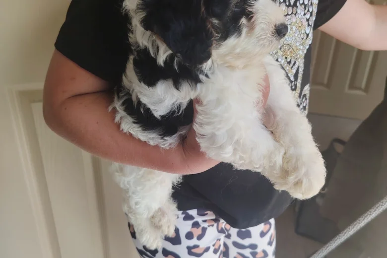 Cavapoo