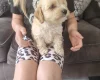 Cavapoo