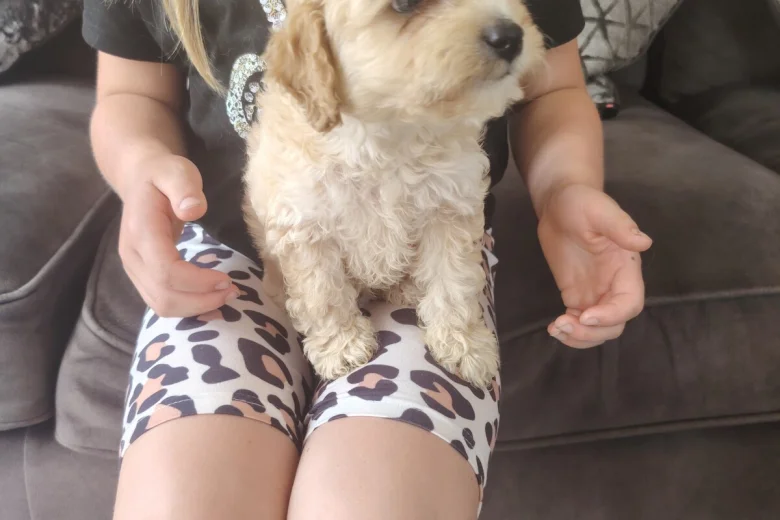 Cavapoo