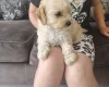 Cavapoo
