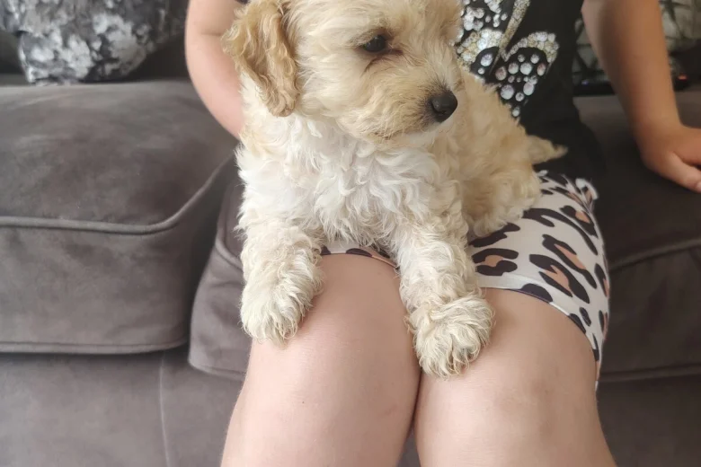 Cavapoo