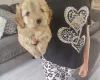 Cavapoo